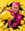 Vote Riot Man
